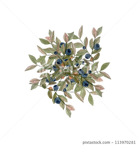 Blueberry sprig pile watercolor illustration isolated on white. Hand drawn high quality art with wild edible forest plant in simple flat style for packages and labels for tea, food and drink design 113970281