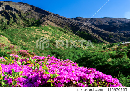 Mother Nature Shines in the Bright Spring Weather: Azalea Flowers "Miyamakirishima (Sensuikyo)" Aso City 113970765