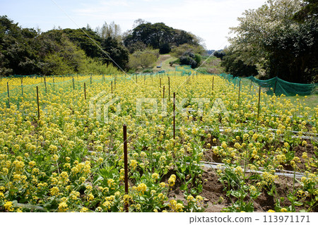 宮城縣帕庫島油菜田 113971171