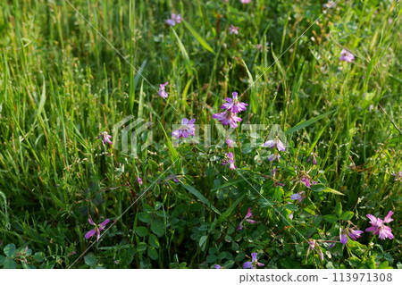 Flower of red-bean Flower of red-bean 113971308