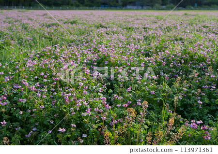 Flower of red-bean 113971361