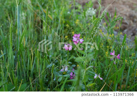 紅豆花 紅豆花 113971366
