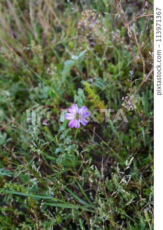 Flower of red-bean 113971367