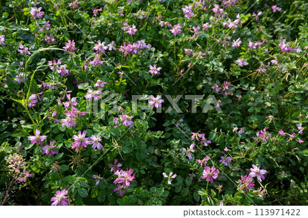 Flower of red-bean Flower of red-bean 113971422