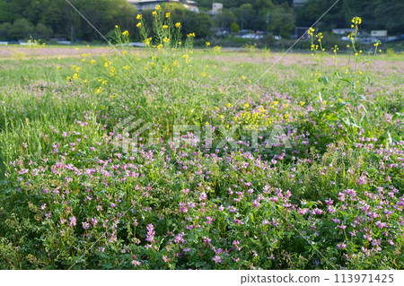 Flower of red-bean Flower of red-bean 113971425