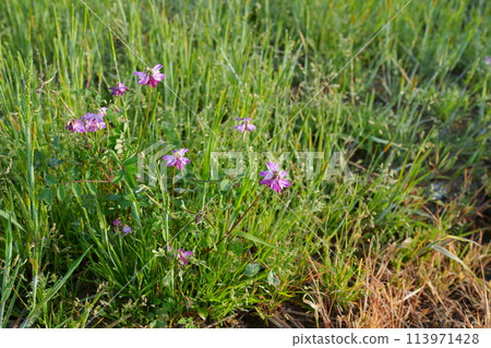 紅豆花 紅豆花 113971428