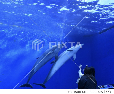A dolphin that seems to be saying "Come over here" 113971665