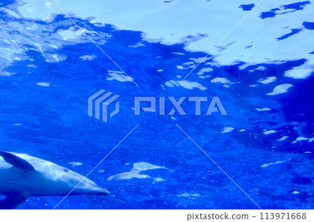 海豚在深藍的大海中游泳 海豚在深藍的大海中游泳 113971668