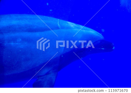 圓眼寬吻海豚 圓眼寬吻海豚 113971670