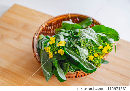 油菜花 113971881