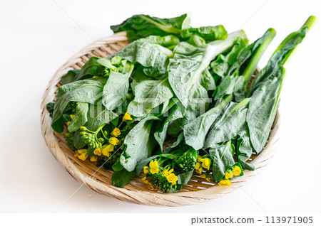 竹籃上的兩種油菜花 113971905