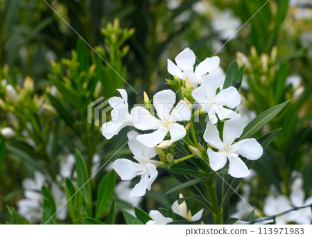 White oleander flowers and leaves in garden 3 White oleander flowers and leaves in garden 3 113971983