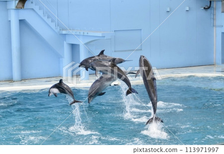 Lots of dolphin jumps 113971997