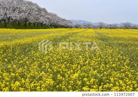 奈良縣橛原市藤原宮遺址四月油菜花園 113972007