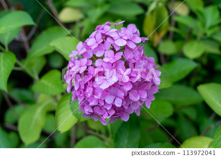 Light purple hydrangea wet with rain 113972041