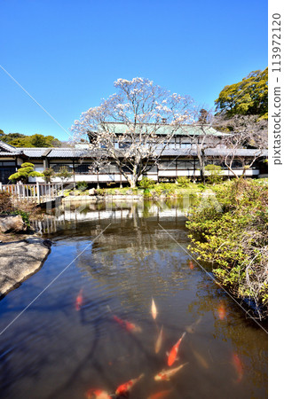 藤澤遊行寺池塘裡的紅鯉魚和白玉蘭 113972120