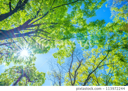 Yokohama cityscape in Japan. Fresh greenery and sunlight... a ray of hope for tomorrow... 113972244