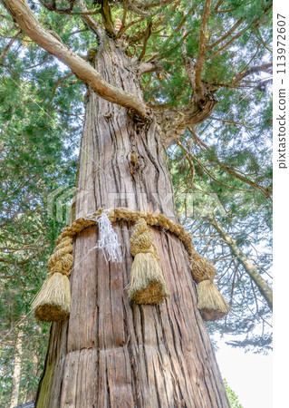 Omikejinja Shrine in Ako, Komagane City, Nagano Prefecture - Okagesugi Cedar 113972607