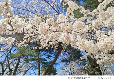 盛開的櫻花在藍天中閃耀 113972745
