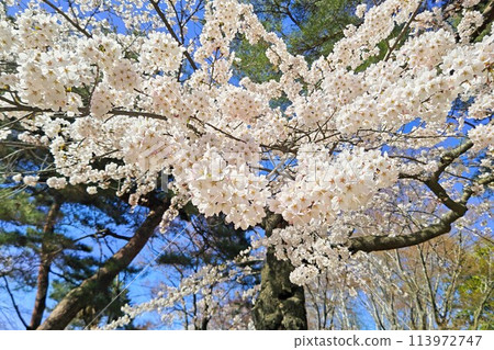 盛開的櫻花在藍天中閃耀 113972747