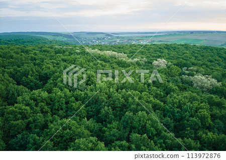 Aerial view of dark green lush forest with dense trees canopies in summer 113972876