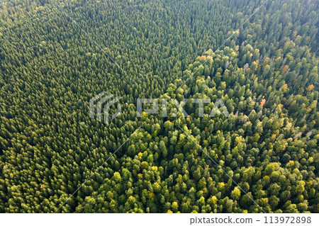 Aerial view of green pine forest with dark spruce trees. Nothern woodland scenery from above 113972898