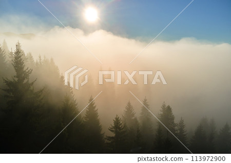 Aerial view of amazing scenery with foggy dark mountain forest pine trees at autumn sunrise. Beautiful wild woodland with shining rays of light at dawn 113972900
