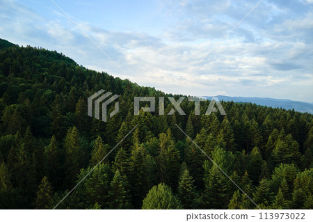 Aerial view of green pine forest with dark spruce trees covering mountain hills. Nothern woodland scenery from above 113973022