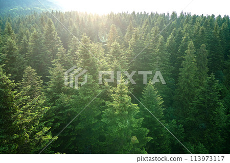 Aerial view of green pine forest with dark spruce trees. Nothern woodland scenery from above Aerial view of green pine forest with dark spruce trees. Nothern woodland scenery from above 113973117