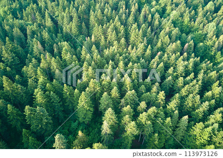 Aerial view of green pine forest with dark spruce trees. Nothern woodland scenery from above Aerial view of green pine forest with dark spruce trees. Nothern woodland scenery from above 113973126