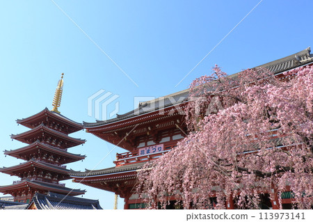 Cherry blossoms in full bloom and Sensoji Temple Hozomon - Tokyo tourist destination 113973141