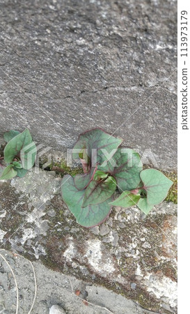 Houttuynia cordata growing in a crack in the road Houttuynia cordata growing in a crack in the road 113973179