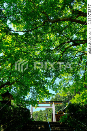 Fresh greenery and torii gates of Hyuga Daijingu Shrine in Kyoto Fresh greenery and torii gates of Hyuga Daijingu Shrine in Kyoto 113973277