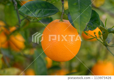 Oranges Growing On Trees In Farm.2 113973426