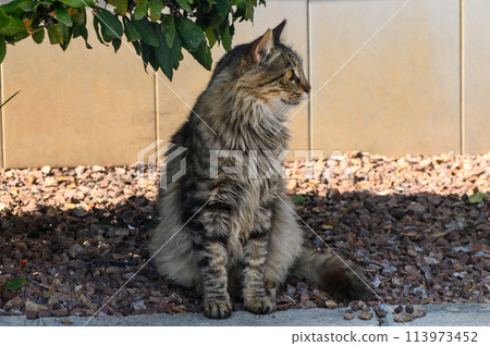 portrait of a Maine Coon-like cat sitting under a tree 113973452
