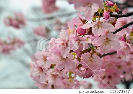 Yokozakura Yokozakura 113973577