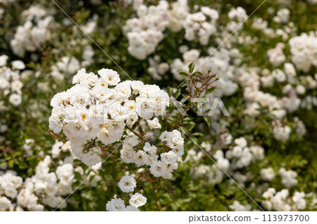 Summer blossom of fragrant white roses flowers. Floribunda Roses. Little white multiflowered garden roses. Groundcover outdoor blooming plant with white petals. Fairy shrub polyantha rose 113973700