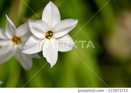White Hananyla flower 113973713