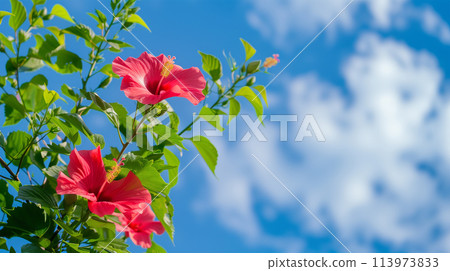 芙蓉熱帶形象 113973833
