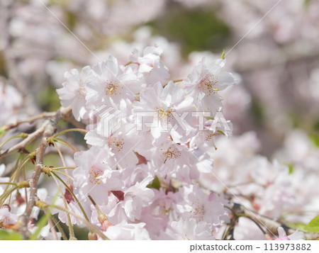 Cherry blossoms in full bloom that herald the arrival of spring Cherry blossoms in full bloom that herald the arrival of spring 113973882