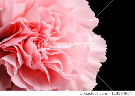 Abstract background with aster flower closeup. 113974604