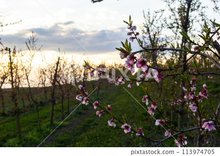 Richly blooming peach trees garden in sunny spring day Richly blooming peach trees garden in sunny spring day 113974705