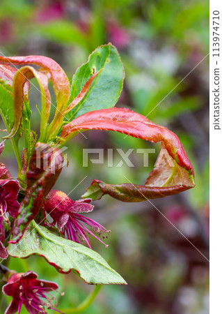 Sick leaves on the peach tree. Taphrina deformans 113974710
