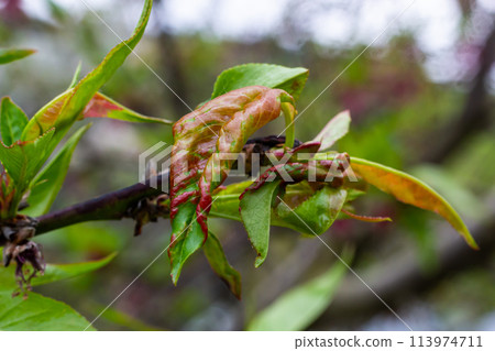 Peach leaf curl. Fungal disease of peaches tree. Taphrina deformans. Peach tree fungus disease. Selective focus. Topic - diseases and pests of fruit trees, pest control. Square Peach leaf curl. Fungal disease of peaches tree. Taphrina deformans. Peach tree fungus disease. Selective focus. Topic - diseases and pests of fruit trees, pest control. Square 113974711