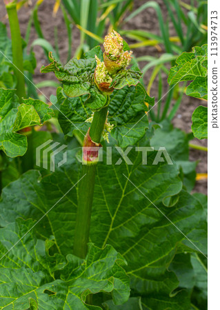 Rhubarb flower. Blooms of rhubarb flowers with green stem and leaves Rhubarb flower. Blooms of rhubarb flowers with green stem and leaves 113974713