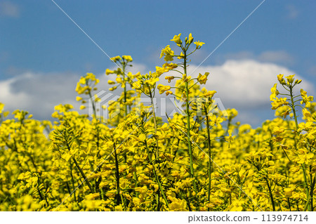 Blooming canola field and blu sky with stormy clouds Blooming canola field and blu sky with stormy clouds 113974714