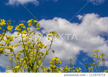Blooming canola field and blu sky with stormy clouds Blooming canola field and blu sky with stormy clouds 113974715