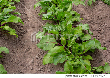 field of young green sugar beet 113974742