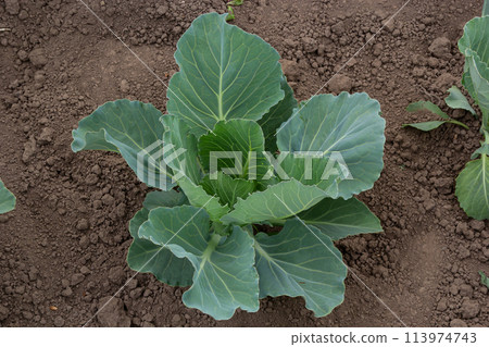 young cabbage sprout on the vegetable bed 113974743