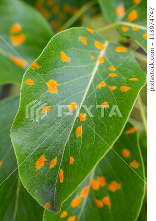Pear leaves with pear rust infestation 113974747
